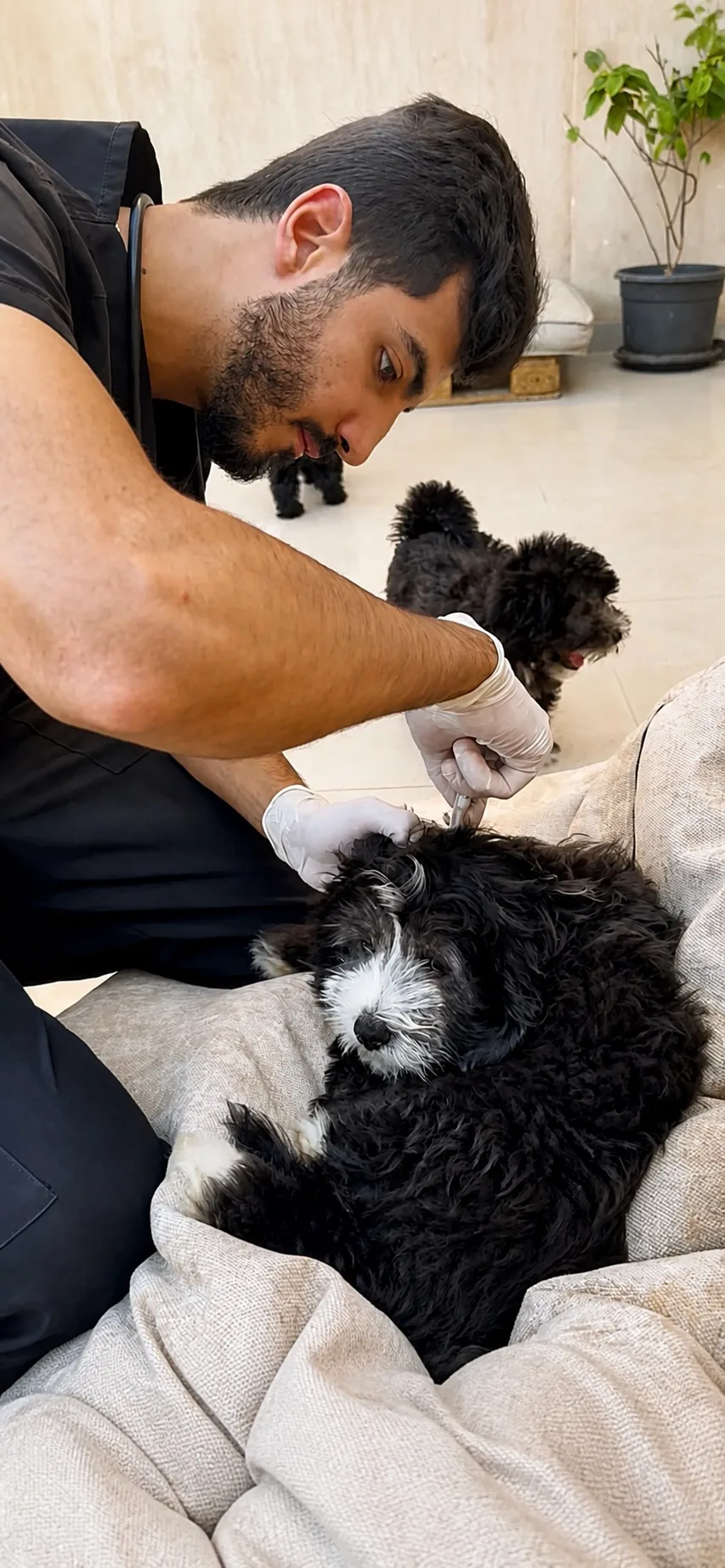 Small habits. Healthier pets.