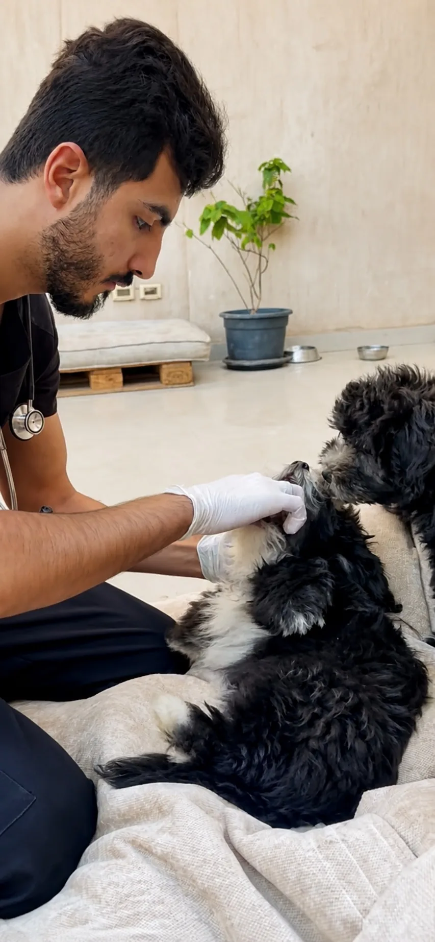 Home Vet in Cairo and Giza for Cats and Dogs